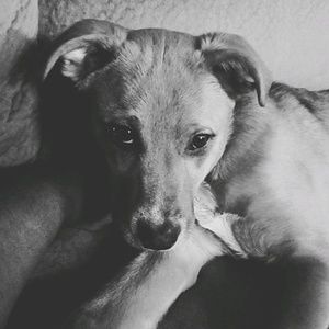 Meet your Posher, Maurice